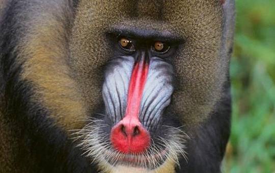 世界最凶残猴子:力气比成年人大三倍多,宁愿面对豺狼也不选择它