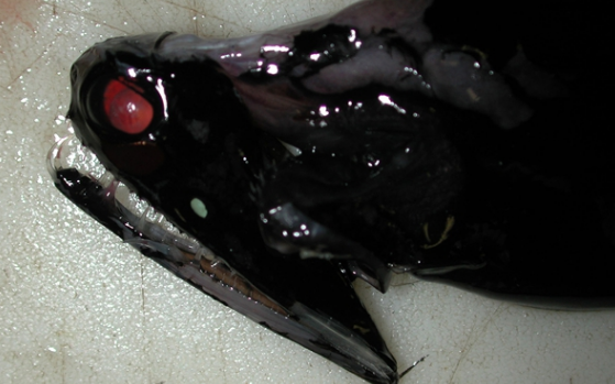 日本海岸突现大量黑色怪鱼,其怪异长相让人看着不安,专家直了眼