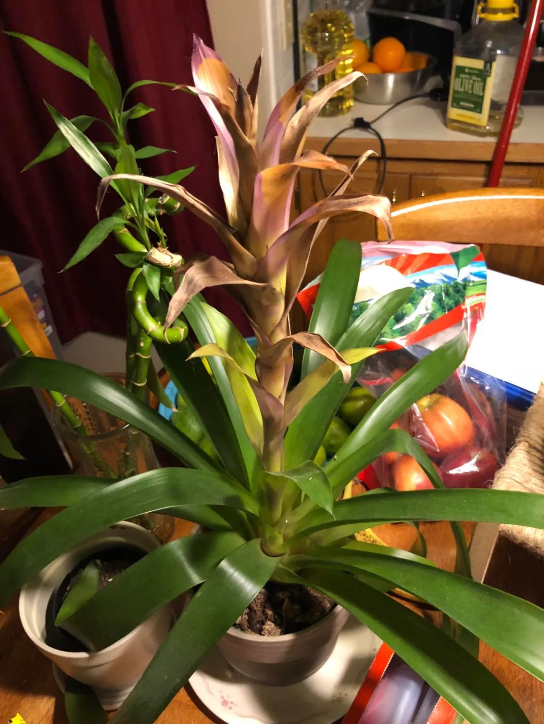 观赏凤梨花朵变绿枯萎要怎么拯救它们