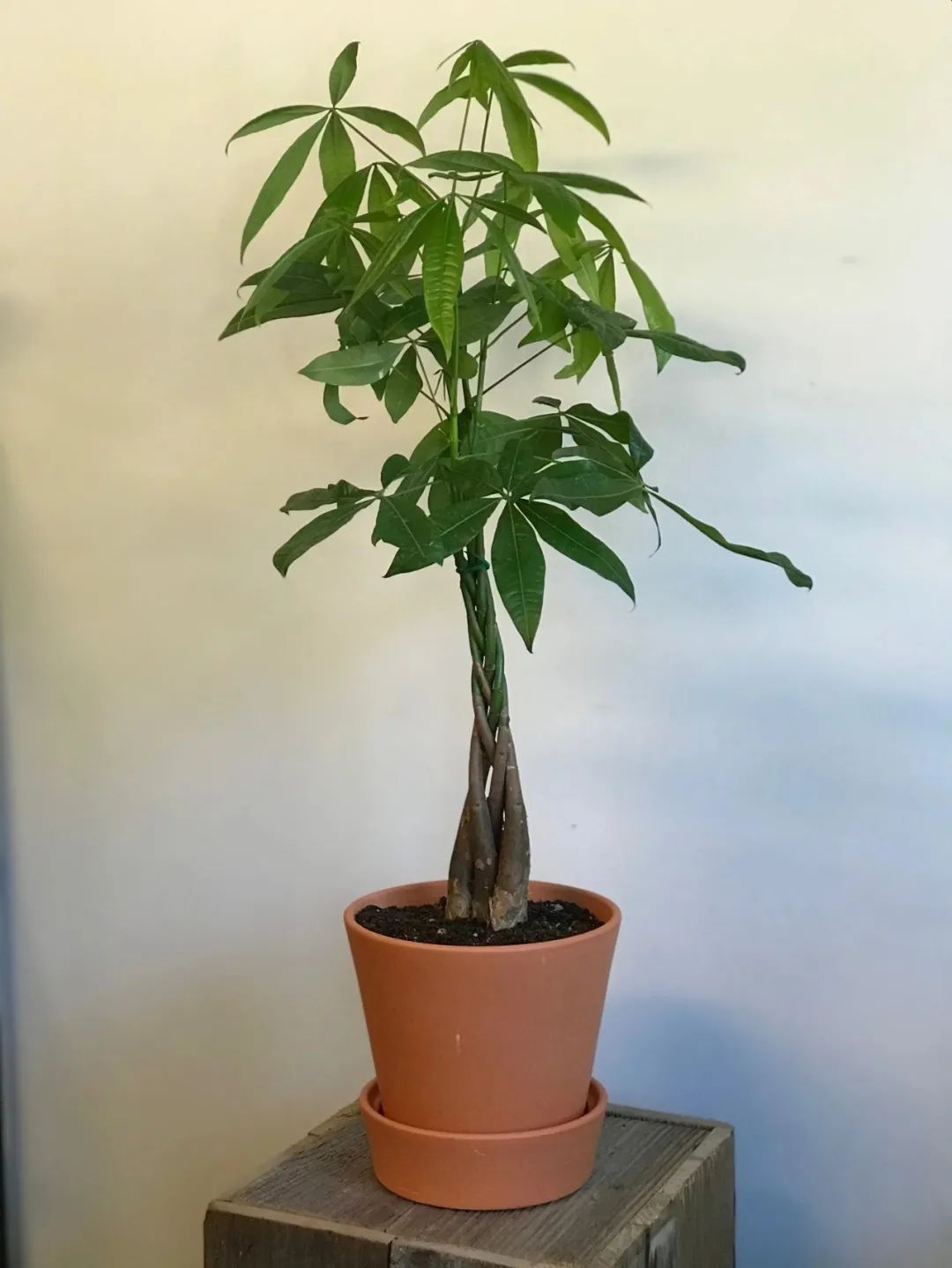 辫子状的发财树盆栽适合养桌面上养好这种植物却不简单