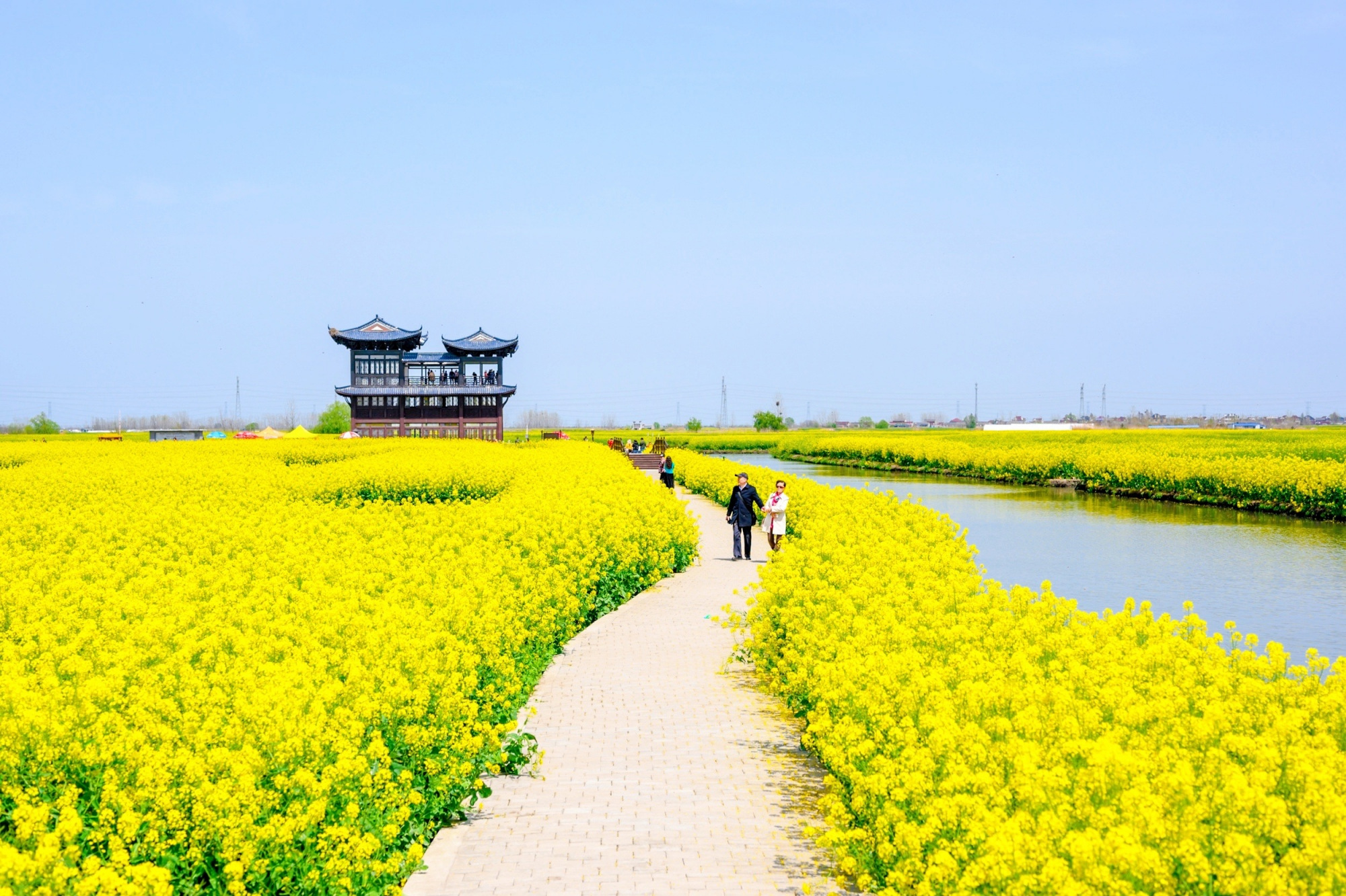 兴化千垛的最美油菜此时已一片金黄,花海仿佛是摆在水中的龙门阵