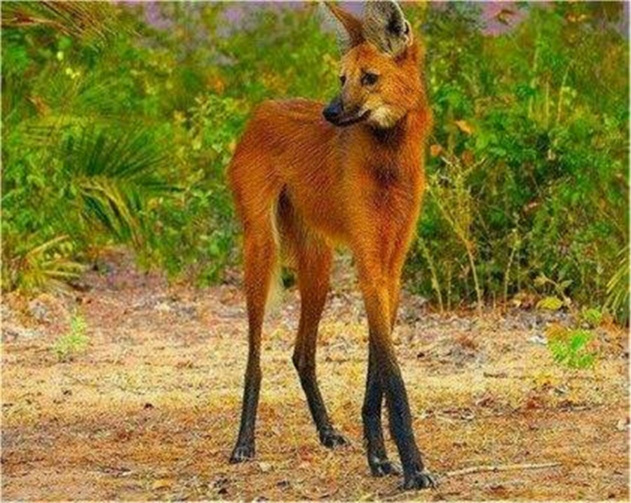 这种动物浑身火红,以为它是"火狐狸",没想到竟是狼!