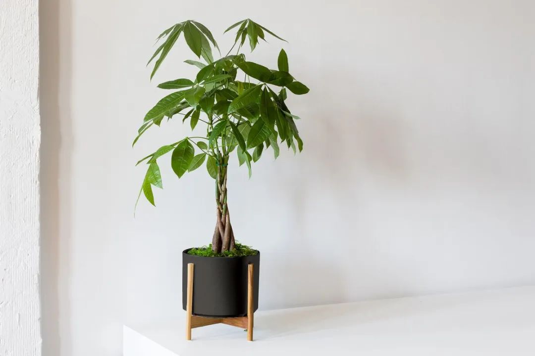 辫子状的发财树盆栽适合养桌面上养好这种植物却不简单