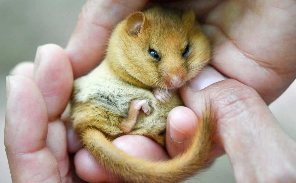 世界上最能睡的小动物,一年里有9个月都在睡觉,外形娇小可爱