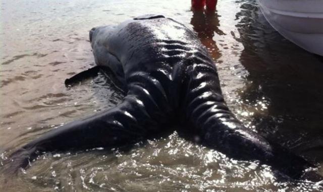 海滩发现双头双尾怪物,男子靠近后赶忙跑开,专家鉴定完直了眼