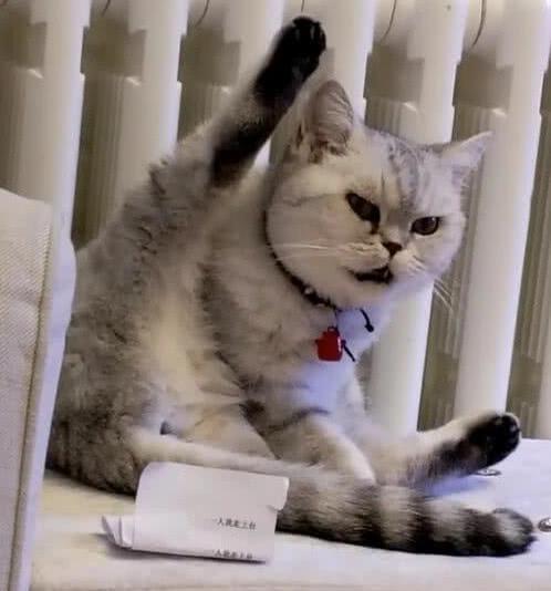 猫咪抬腿闻自己裆部,主人疑惑走近探,看到它抬头的那刻笑傻了