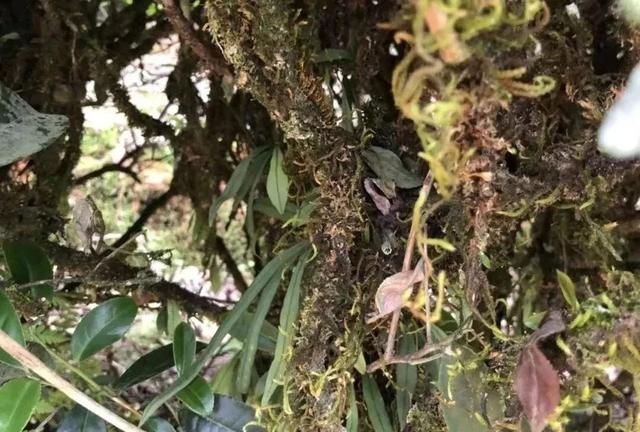 释戒碧石岩老丛水仙 | 正岩山场,醇厚甜柔,不容错过的怡人岩韵