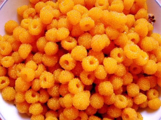 再过半个月,这种黄色野果成熟,小时候常吃,你吃过吗?