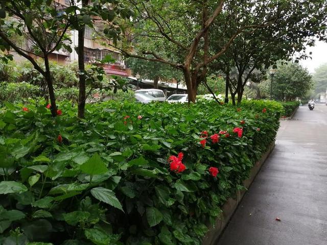 开在路边的南宁市花朱瑾花,一样赏心悦目|小公园|大红花|朱瑾花_新浪