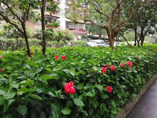 路上用大红花做花圃隔离,里面是公园雨后的大红花后面有凉亭占着雨露