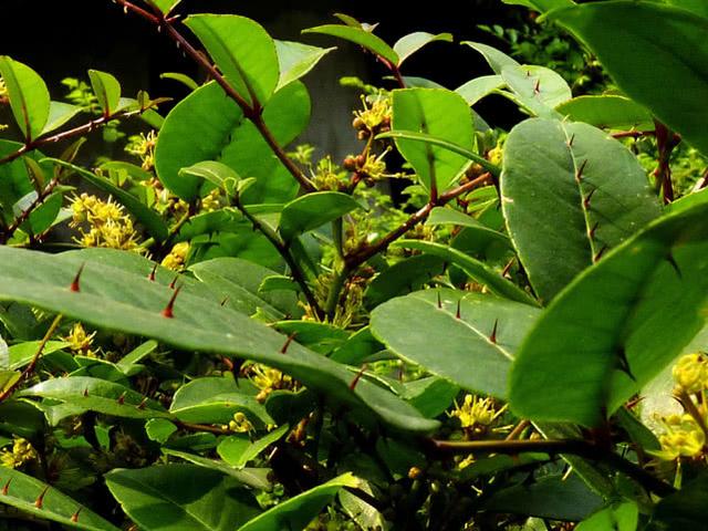 浑身上下长满刺,却一身是宝,民间常用于止痛,人称"入地金牛"