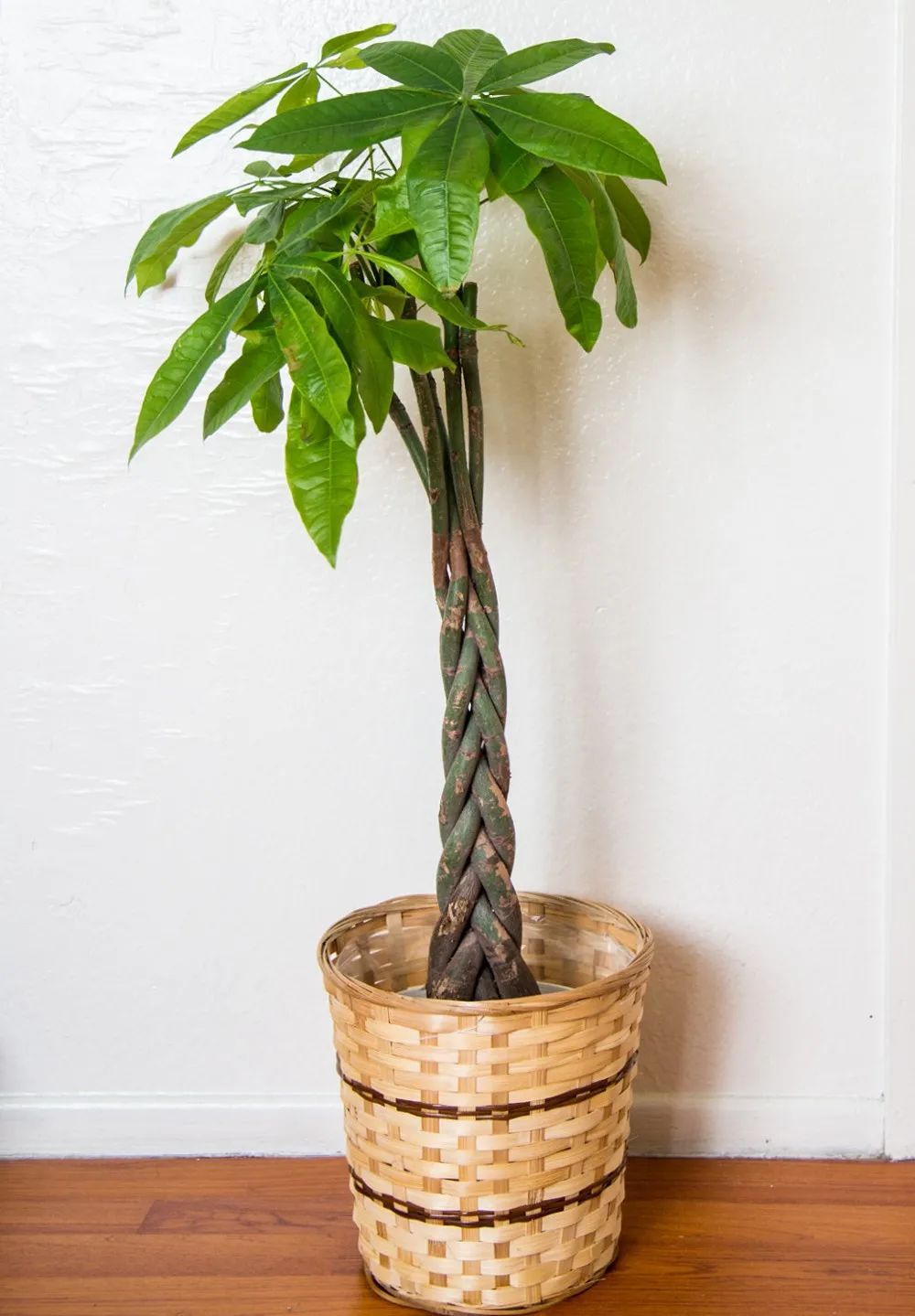 辫子状的发财树盆栽适合养桌面上养好这种植物却不简单