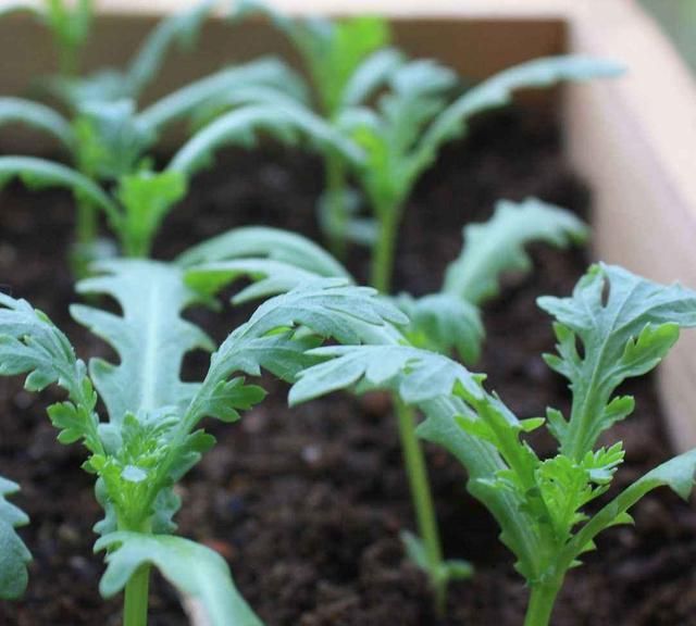 今天和大家说的这种蔬菜学名叫做茼蒿,一些地方也俗称为菊花菜,蒿菜