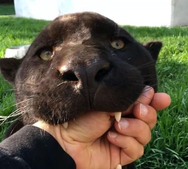 黑豹比黑猫凶猛?看完这15张图对比,感觉没多大区别