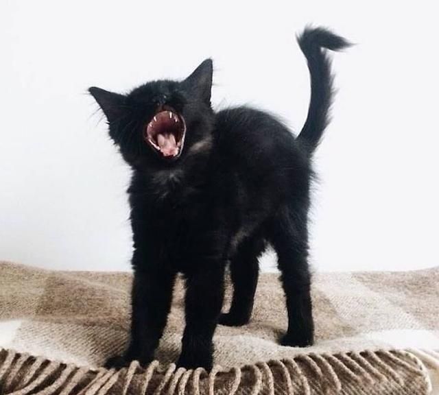 黑豹比黑猫凶猛看完这15张图对比感觉没多大区别