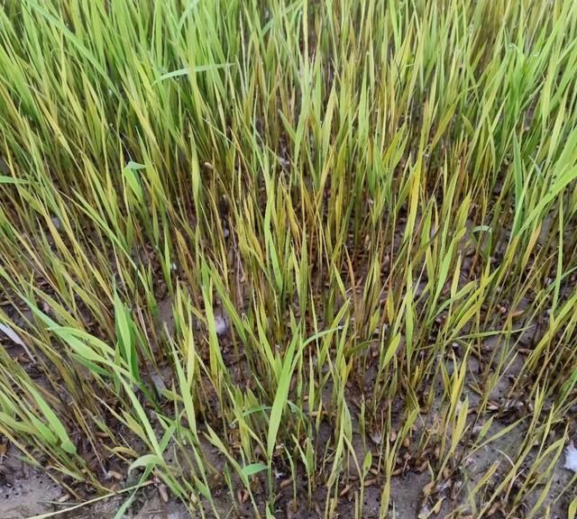 倒春寒过后水稻秧苗大量死苗宜及早救护严重的应补种补苗