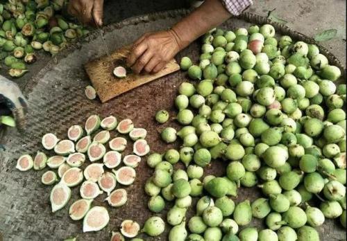 这玩意人称"鬼馒头",维生素含量极高,野外常有,遇见勿错过!|木莲|含量