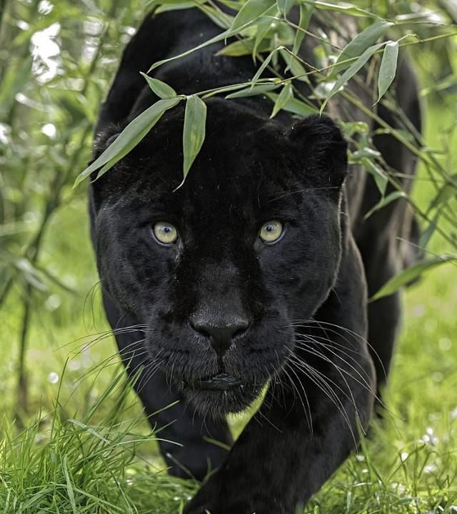动物头像黑豹图片