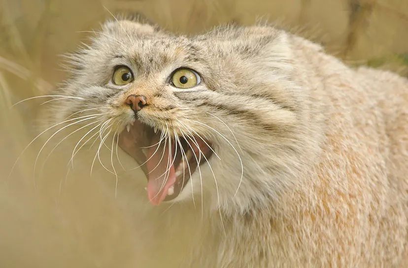 比狼还凶,人们却把它当成表情包|小野猫|表情包|家猫_新浪新闻