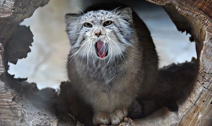 小野猫表情包图片