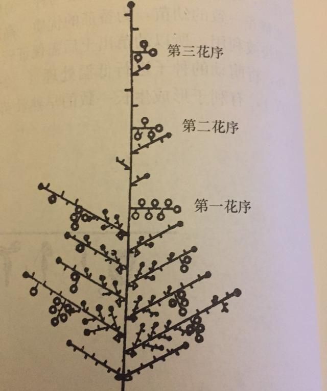 种植番茄,植株调整很重要,掌握这些技术方法