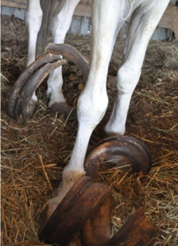 被马场主人遗忘十五年,人们发现时这匹马的蹄部一米长|蹄子|白马|蹄部