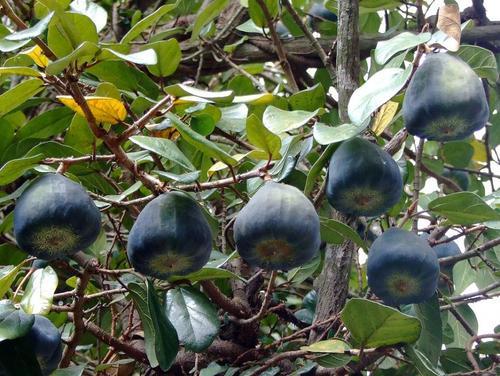 这玩意人称"鬼馒头",维生素含量极高,野外常有,遇见勿错过!|木莲|含量