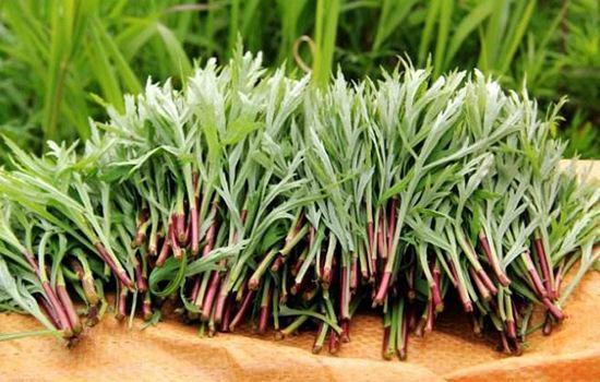 这种野菜营养价值高,现在吃时间正好,名叫"藜蒿"别认错了