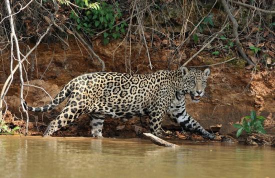 美洲豹喝完水悄悄的在岸边移动,突然被拽入了水中结局厉害了