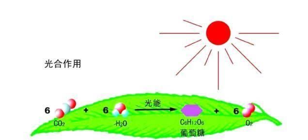 器可以通过光合作用将太阳能转化为生物能,其中一部分能量用于生长,另
