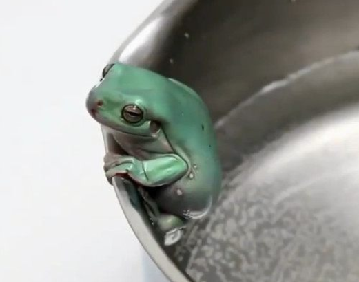 男子做温水煮青蛙的实验刚刚开始十几秒就发生了意外