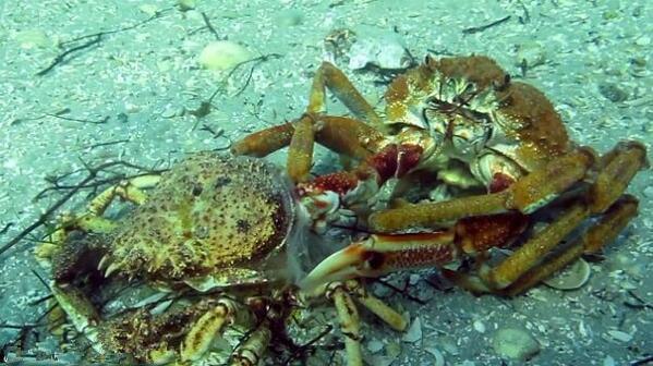 生物传承真是可怕