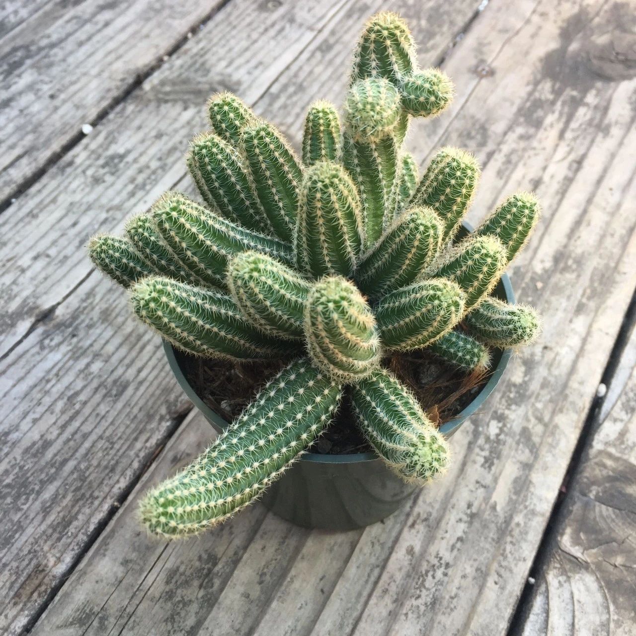 耐旱能力强,经常出差的人也能养好|盆栽|仙人掌|养护_新浪新闻