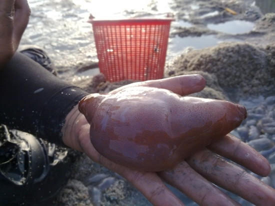 女子去海边游玩发现鼻涕虫得知真相后让人垂涎欲滴