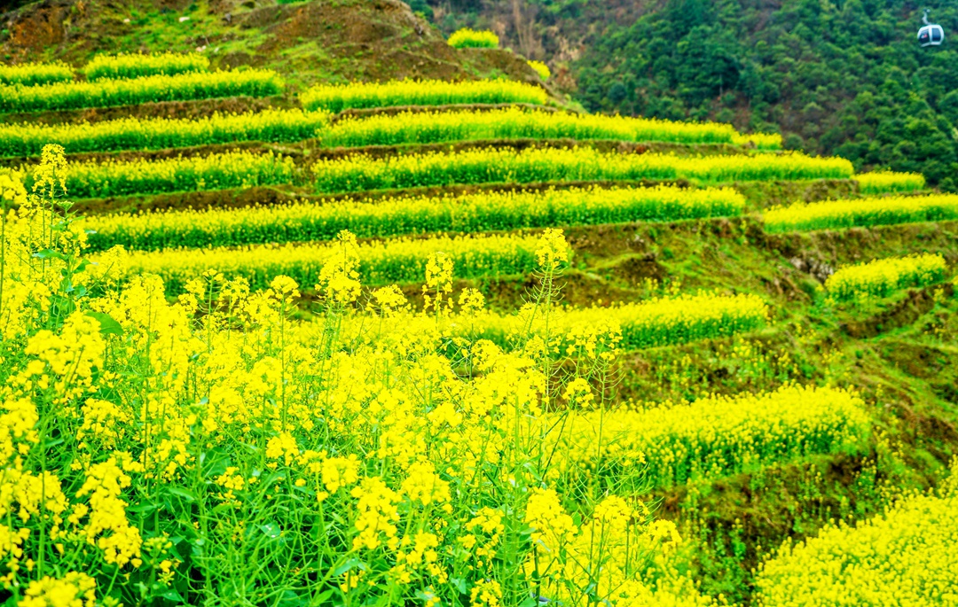 春天是油菜花怒放的季节,到江西婺源赏最美春色