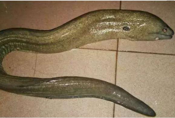 男子在河边钓鱼捕获一条软体怪鱼,拿回家给家人看没有人认识!