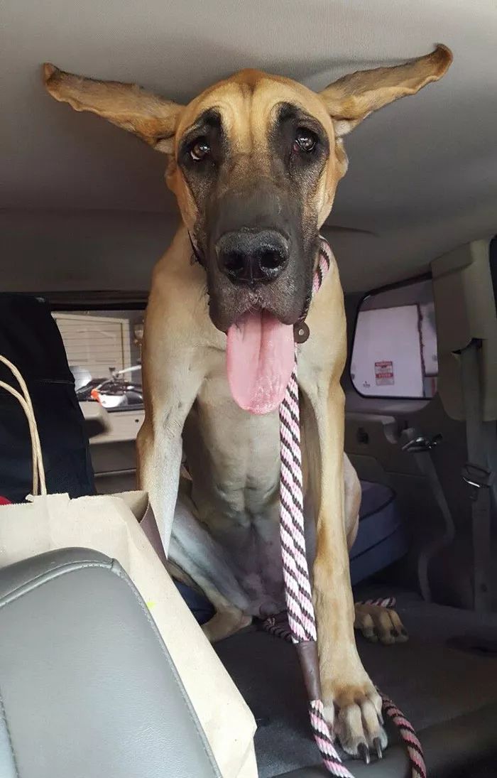 壮如牛的大丹犬努力卖萌的样子有点让人喘不过气啊