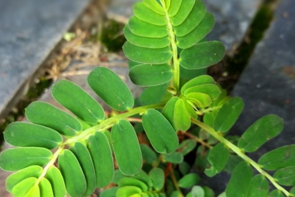 乡村熟悉的野草却是补钙高手初春给孩子吃能长高个