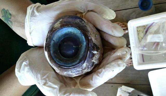 男子在海中打捞上不明物体,鉴定结果令他傻眼!