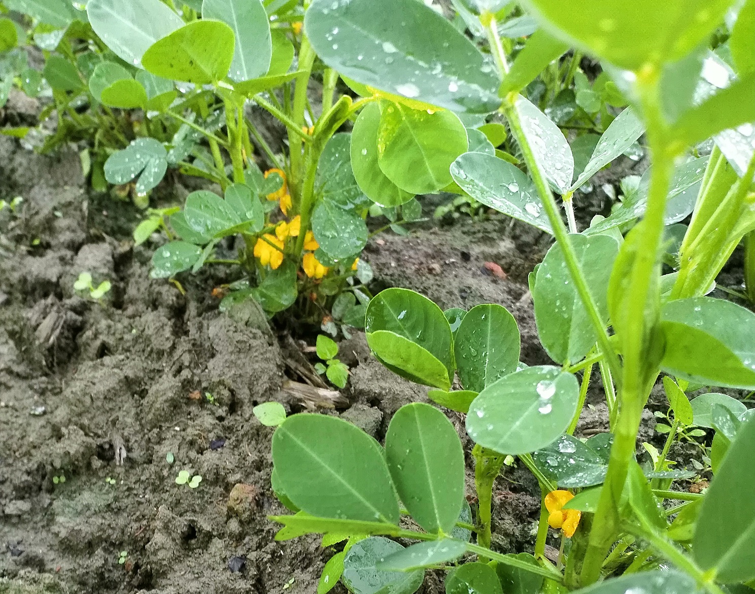 农民种花生,不可忽视2种小肥料,生长期喷施2次,花生荚多果大