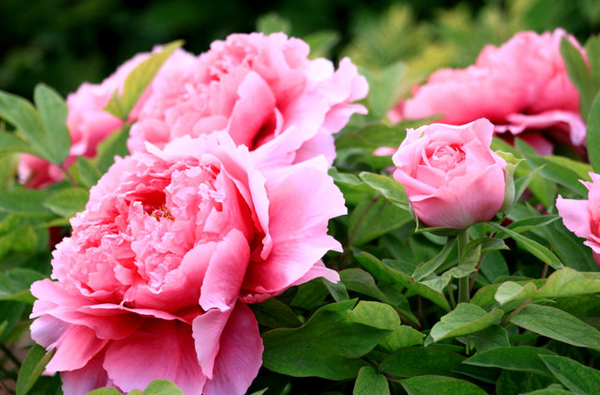 新手养花,不如养盆花中精品"安妮公主",精致美观,美艳优雅