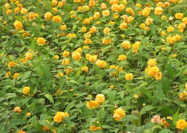 金黄的棣棠花青枝绿叶也太好看了吧一见就爱上