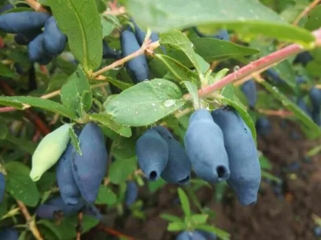4月适合种的蓝靛果夏天开花结果冬天零下50度不死
