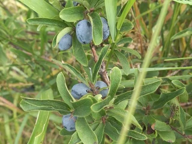 4月适合种的蓝靛果夏天开花结果冬天零下50度不死