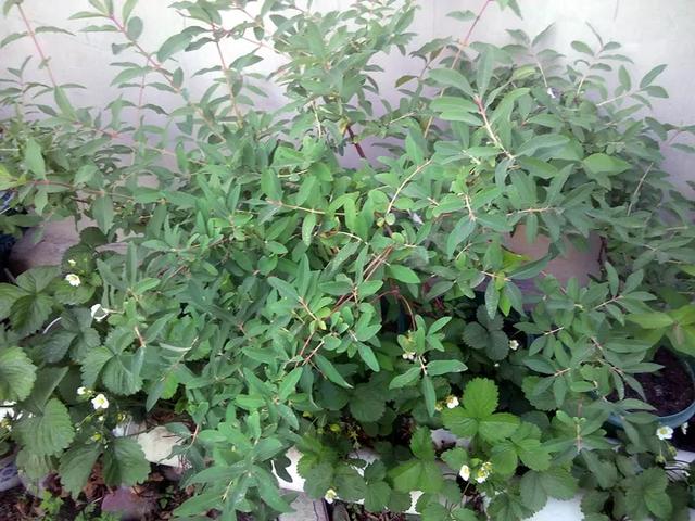 4月适合种的蓝靛果夏天开花结果冬天零下50度不死