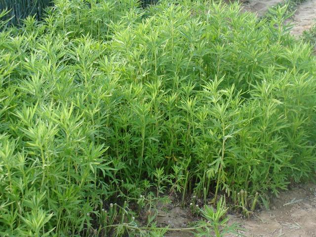 这种野菜营养价值高,现在吃时间正好,名叫"藜蒿"别认错了