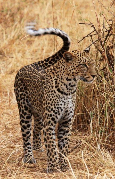 花豹正在趴着舔毛,突然表情严肃的站了起来,猛地向前方冲了过去