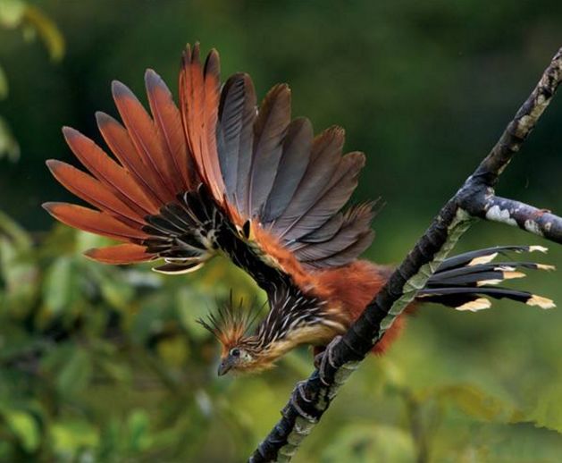 亚马逊河流域有一种臭鸟,外形极为漂亮,却发出臭味臭退其它鸟类