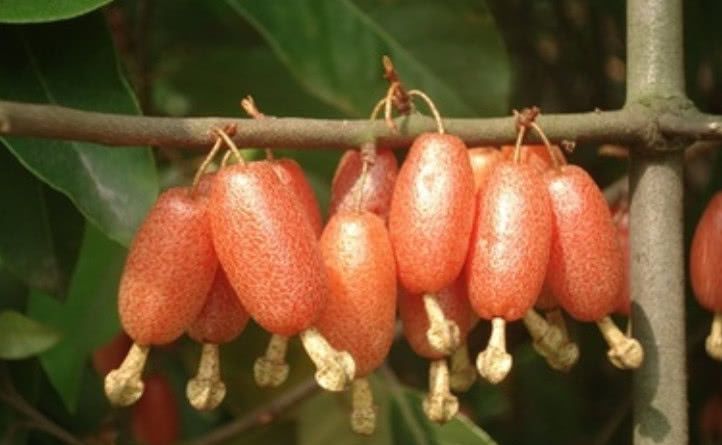 大山里的这种野果,人称"羊奶子",是山里娃的天然"零食"!