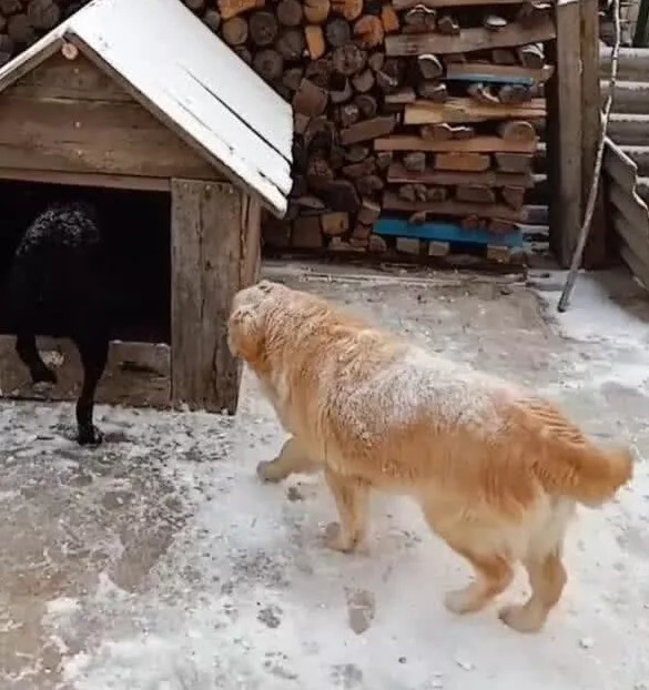 俩狗狗外面玩雪,回家时金毛脚滑险些摔倒,把一旁的主人给乐坏了